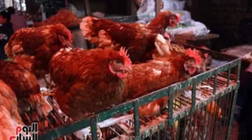 سعر الأجنحة يتراجع إلى 44 جنيهاً في كفر الشيخ الثلاثاء